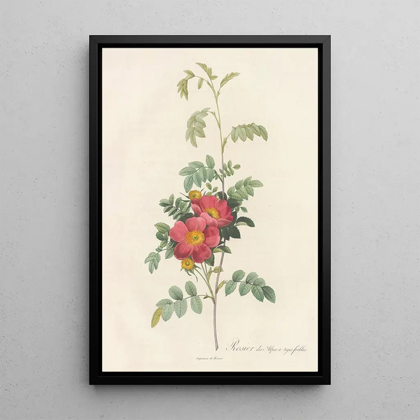 Rosa Alpina Debilis - Pierre Joseph Redouté — framed artwork on a wall