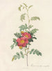 Rosa Alpina Debilis - Pierre Joseph Redouté — artwork view