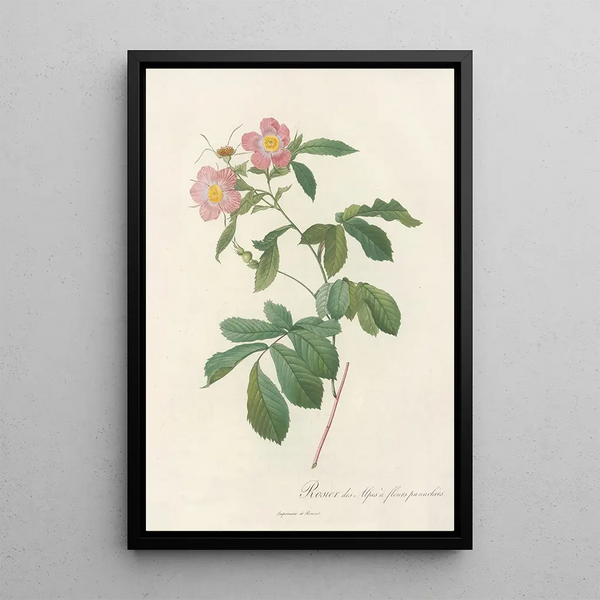 Rosa Alpina Flore Variegato - Pierre Joseph Redouté — framed artwork on a wall