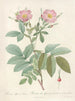 Rosa alpina laevis - Pierre Joseph Redouté — artwork view