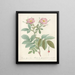 Rosa alpina laevis - Pierre Joseph Redouté — framed artwork on a wall