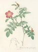 Rosa Alpina Pendulina - Pierre Joseph Redouté — artwork view