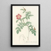 Rosa Alpina Pendulina - Pierre Joseph Redouté — framed artwork on a wall