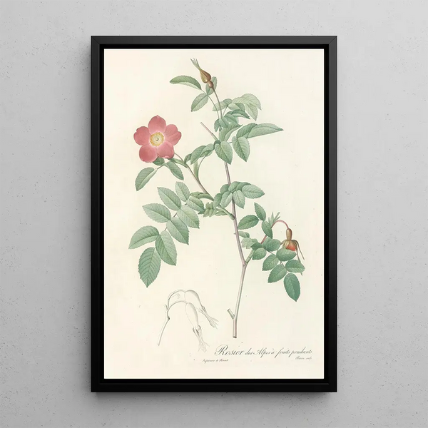Rosa Alpina Pendulina - Pierre Joseph Redouté — framed artwork on a wall