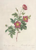 Rosa Alpina Vulgaris - Pierre Joseph Redouté — artwork view