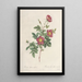 Rosa Alpina Vulgaris - Pierre Joseph Redouté — framed artwork on a wall