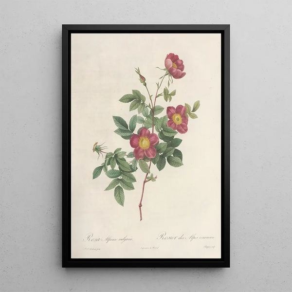 Rosa Alpina Vulgaris - Pierre Joseph Redouté — framed artwork on a wall