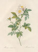 Rosa Andegavensis - Pierre Joseph Redouté — artwork view