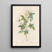 Rosa Andegavensis - Pierre Joseph Redouté — framed artwork on a wall