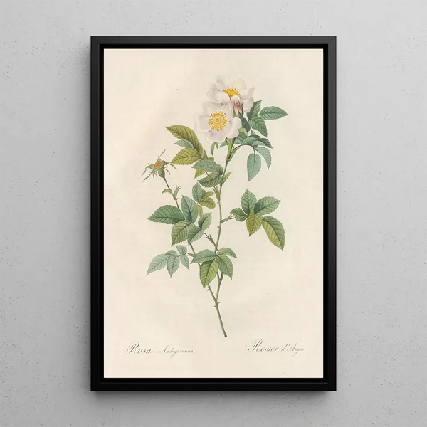 Rosa Andegavensis - Pierre Joseph Redouté — framed artwork on a wall