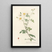 Rosa Arvensis Ovata - Pierre Joseph Redouté — framed artwork on a wall