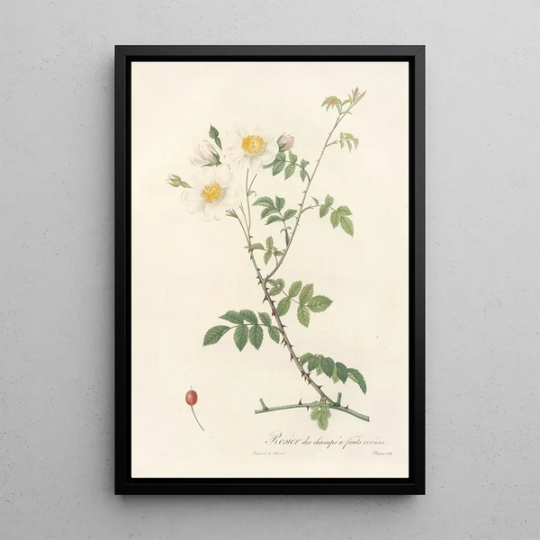 Rosa Arvensis Ovata - Pierre Joseph Redouté — framed artwork on a wall