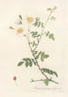Rosa Arvensis Ovata - Pierre Joseph Redouté — artwork view