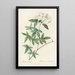 Rosa Banksiae - Pierre Joseph Redouté — framed artwork on a wall