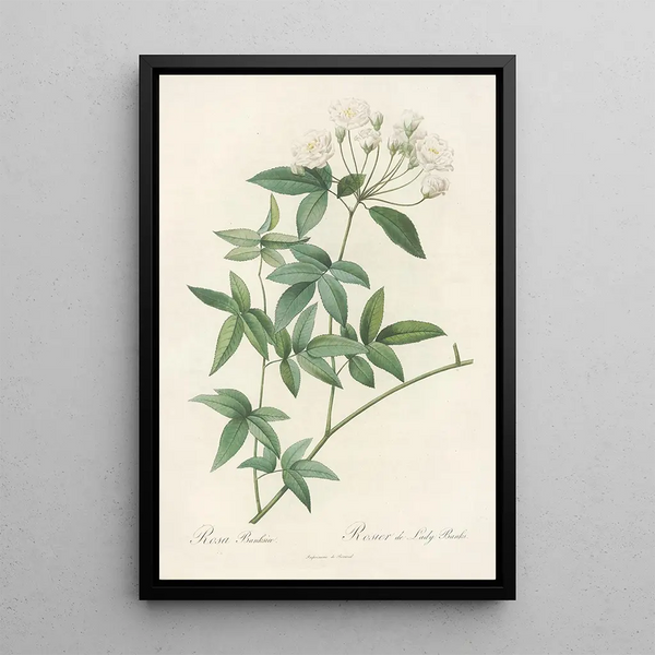 Rosa Banksiae - Pierre Joseph Redouté — framed artwork on a wall