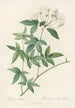 Rosa Banksiae - Pierre Joseph Redouté — artwork view