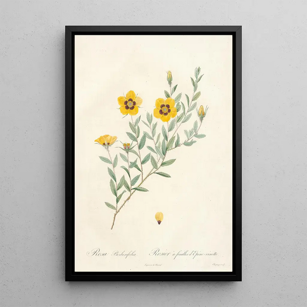 Rosa Berberifolia - Pierre Joseph Redouté — framed artwork on a wall
