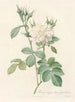Rosa bifera alba - Pierre Joseph Redouté — artwork view