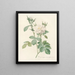 Rosa bifera alba - Pierre Joseph Redouté — framed artwork on a wall