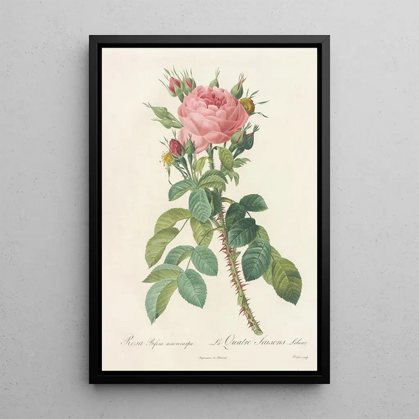 Rosa Bifera Macrocarpa - Pierre Joseph Redouté — framed artwork on a wall