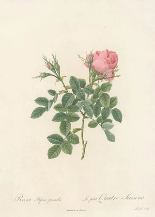 Pierre Joseph Redout - Rosa Bifera Pumila.webp