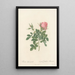 Rosa Bifera Pumila - Pierre Joseph Redouté | Painting — framed artwork on a wall