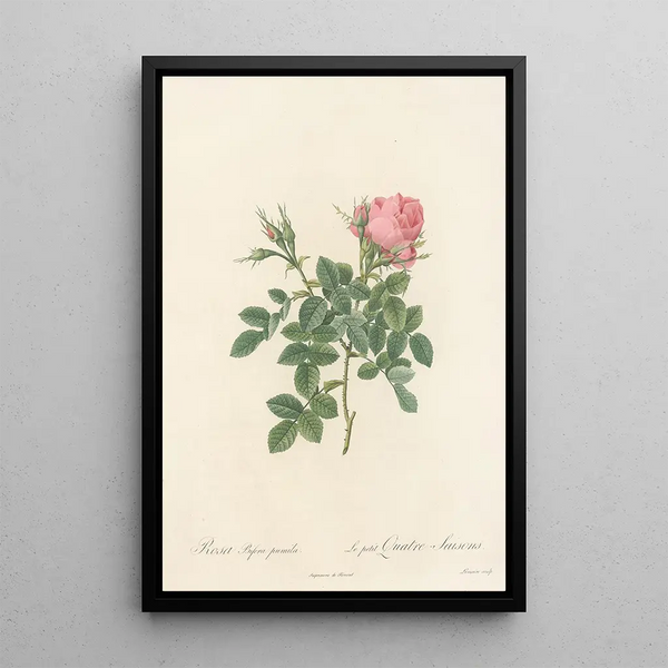 Rosa Bifera Pumila - Pierre Joseph Redouté | Painting — framed artwork on a wall