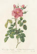 Rosa Bifera Variegata - Pierre Joseph Redouté — artwork view