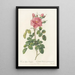 Rosa Bifera Variegata - Pierre Joseph Redouté — framed artwork on a wall