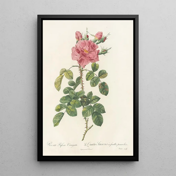 Rosa Bifera Variegata - Pierre Joseph Redouté — framed artwork on a wall