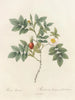 Rose biserrata - Pierre Joseph Redouté — artwork view