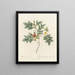 Rose biserrata - Pierre Joseph Redouté — framed artwork on a wall