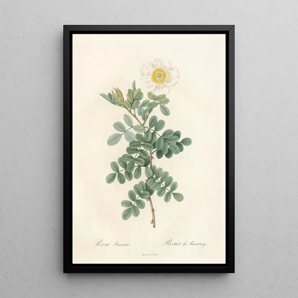 Rosa Bracteata - Pierre Joseph Redouté — framed artwork on a wall