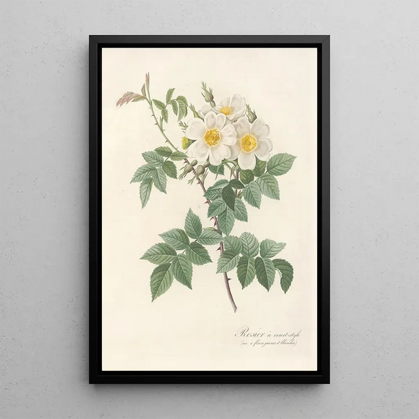 Rosa Brevistyla Leucochroa - Pierre Joseph Redouté — framed artwork on a wall