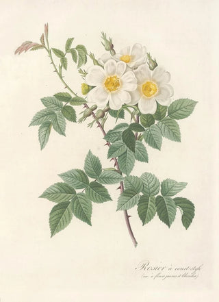 Rosa Brevistyla Leucochroa - Pierre Joseph Redouté — artwork view