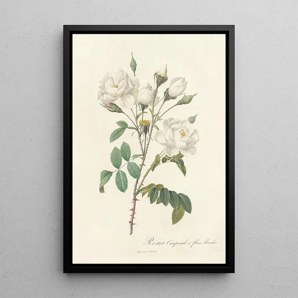 Rosa Campanulata Alba - Pierre Joseph Redouté — framed artwork on a wall
