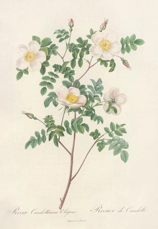 Pierre Joseph Redout - Rosa Candolleana Elegans.webp