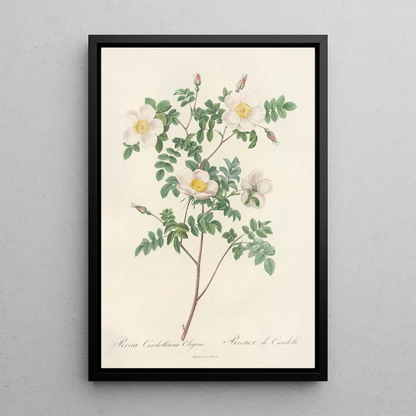 Rosa Candolleana Elegans - Pierre Joseph Redouté — framed artwork on a wall