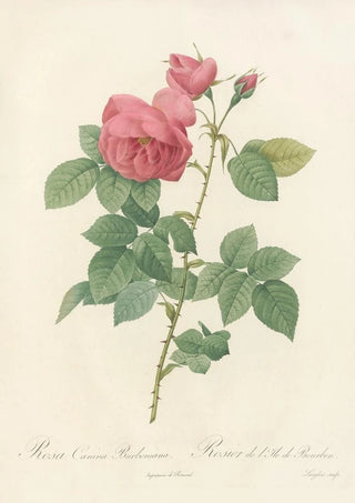 Rosa Canina Burboniana - Pierre Joseph Redouté — artwork view