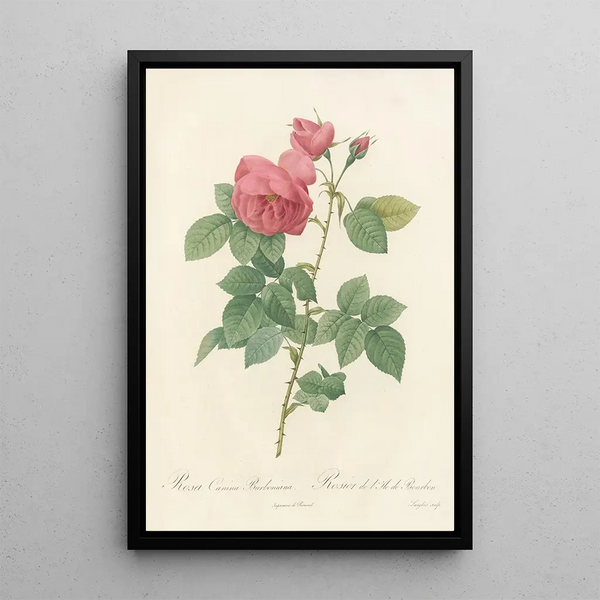 Rosa Canina Burboniana - Pierre Joseph Redouté — framed artwork on a wall