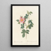 Rosa Canina Grandiflora - Pierre Joseph Redouté — framed artwork on a wall