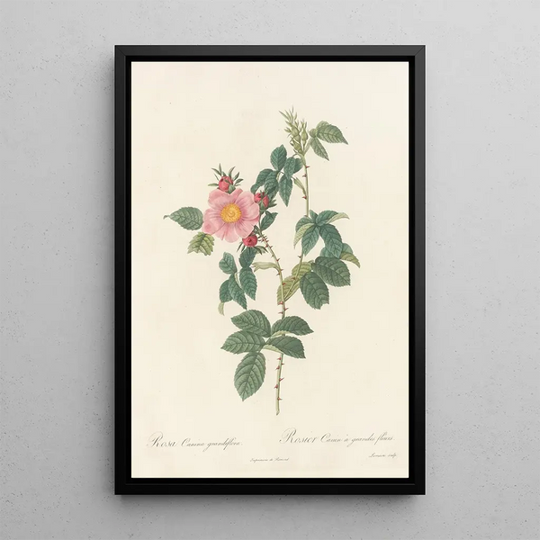 Rosa Canina Grandiflora - Pierre Joseph Redouté — framed artwork on a wall