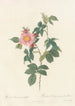 Rosa Canina Grandiflora - Pierre Joseph Redouté — artwork view