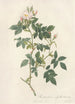 Rosa Canina Nitens - Pierre Joseph Redouté — artwork view