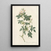 Rosa Canina Nitens - Pierre Joseph Redouté — framed artwork on a wall