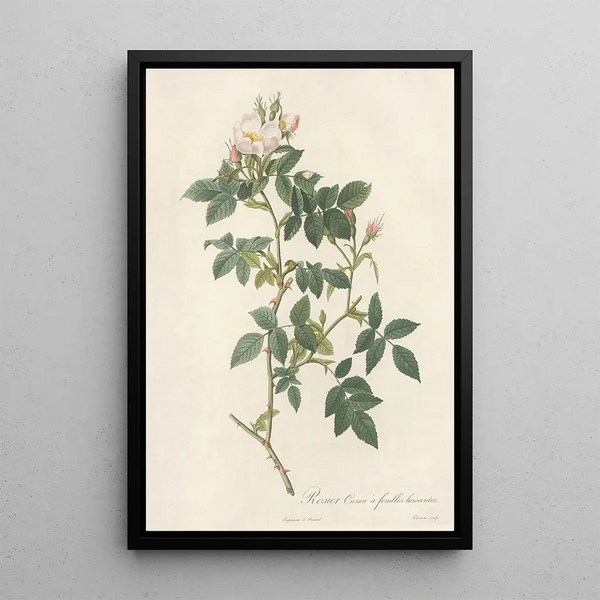 Rosa Canina Nitens - Pierre Joseph Redouté — framed artwork on a wall