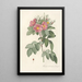 Rosa Carolina Corymbosa - Pierre Joseph Redouté — framed artwork on a wall