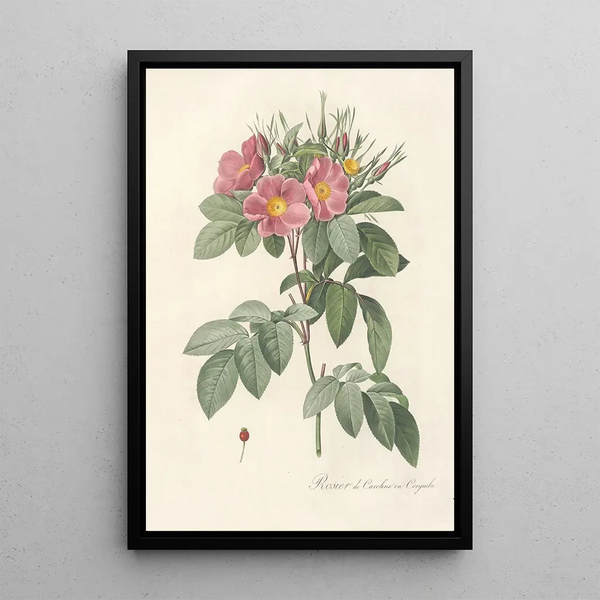 Rosa Carolina Corymbosa - Pierre Joseph Redouté — framed artwork on a wall