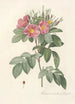 Rosa Carolina Corymbosa - Pierre Joseph Redouté — artwork view