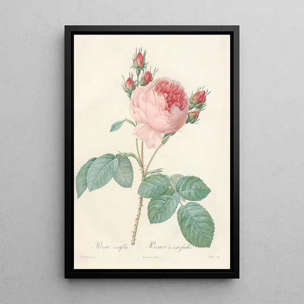 Rosa Centifolia - Pierre Joseph Redouté — framed artwork on a wall
